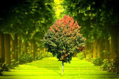 Garden tree green