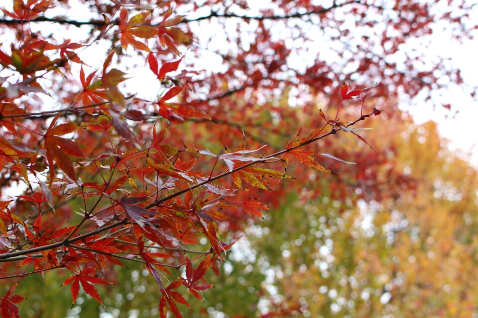 Natural autumn outdoors