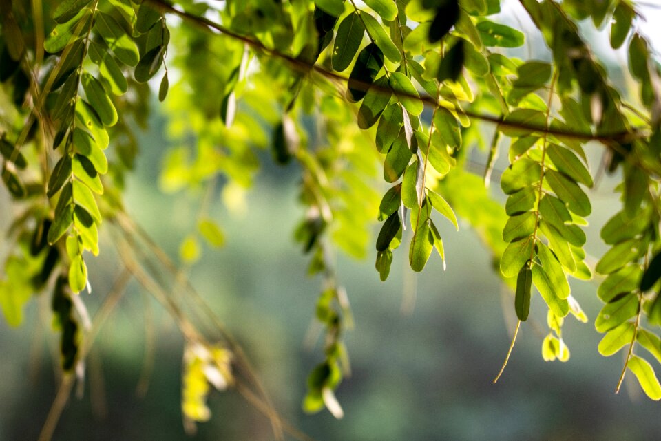 Forest environment trees