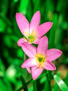 Pink red green herbaceous photo