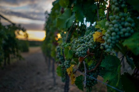 Vine wine winegrowing photo