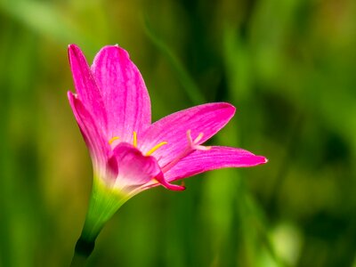 Pink red green herbaceous photo