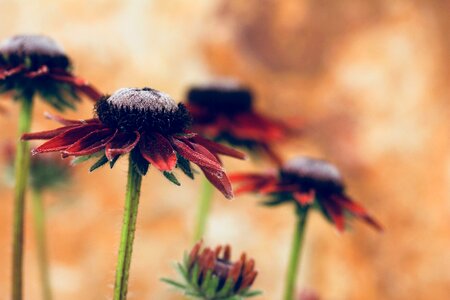 Brown summer nature