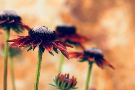 Brown summer nature photo