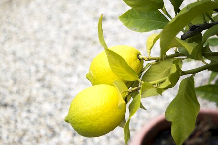 Cool fruit lemon photo