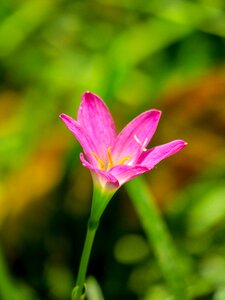 Pink red green herbaceous