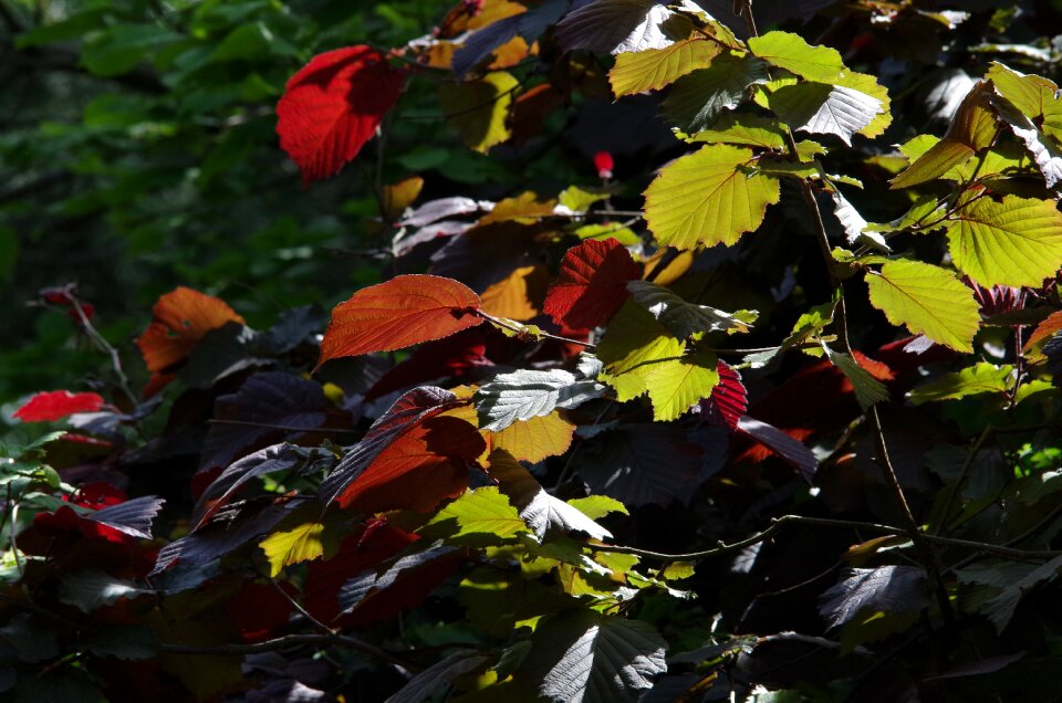 Fall foliage color colorful