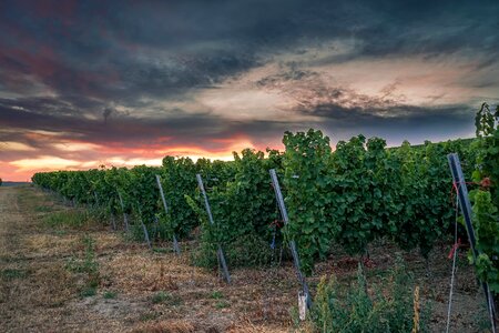 Sky plant grapevine