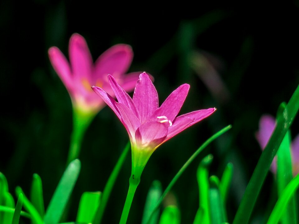 Pink red green herbaceous
