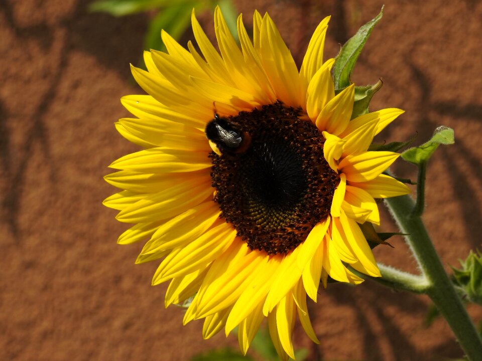 Bumblebee summer garden