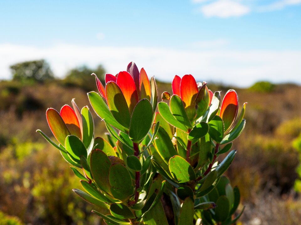 Protea red pagoda fynbos