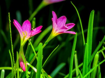 Pink red green herbaceous
