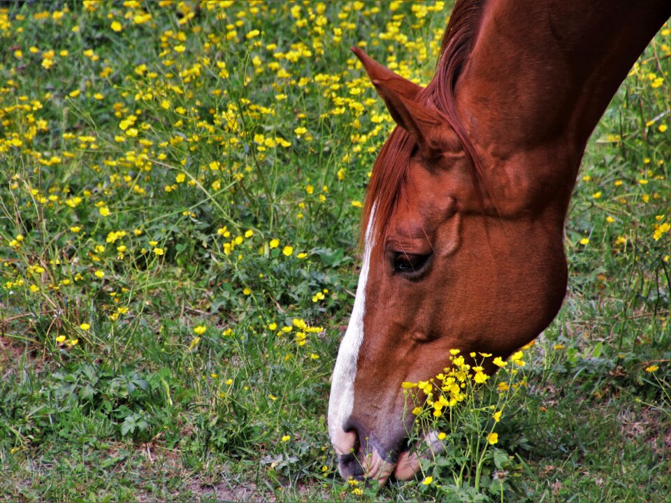Horse head animal bay