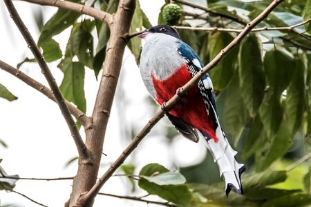 Bird tocororo endemic