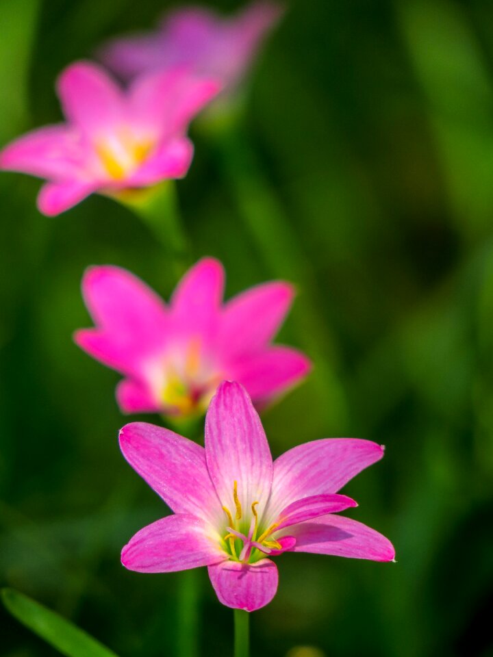 Pink red green herbaceous
