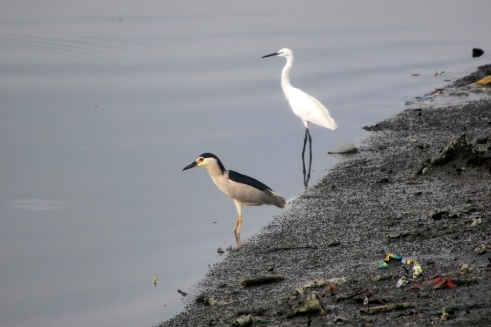 Heron egret migratory