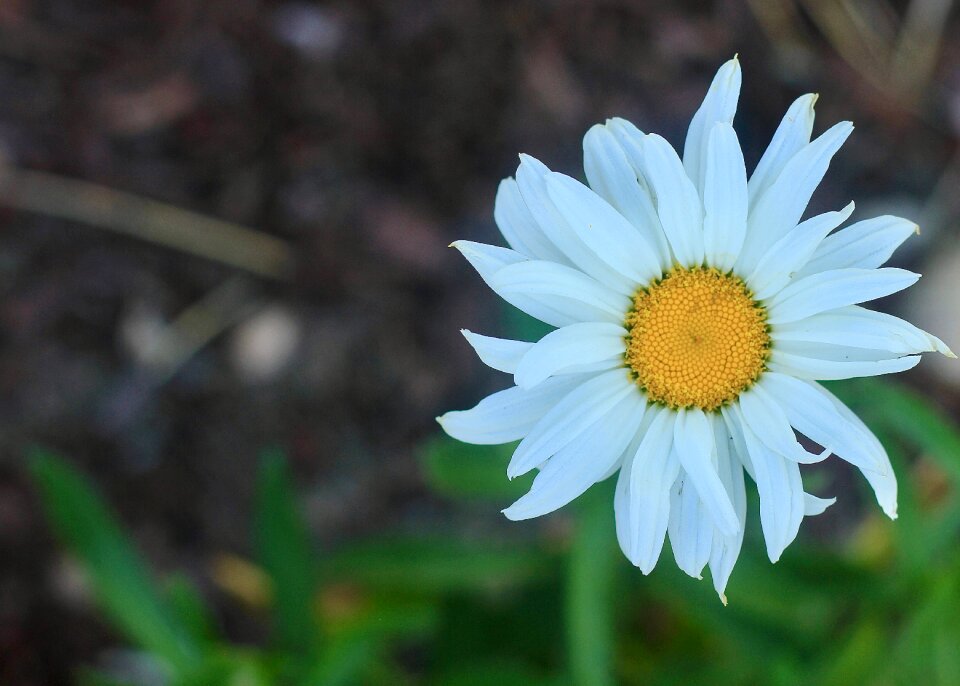 Nature daisies yellow