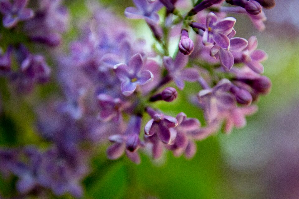 Bloom flowers spring