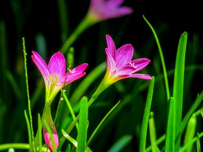Pink red green herbaceous photo