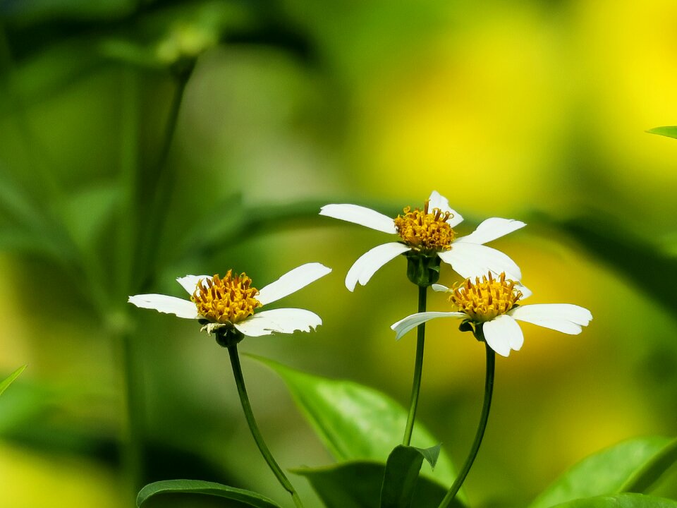 Leaf plant outdoor