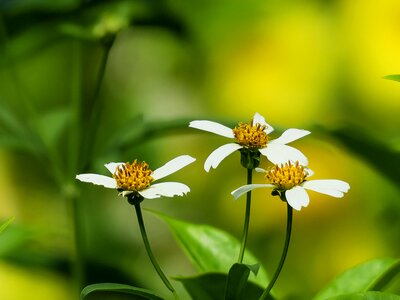 Leaf plant outdoor