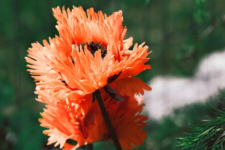 Orange poppy flower mohngewaechs photo