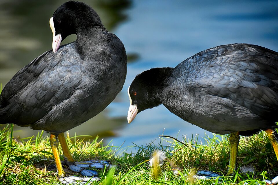 Animal portrait schwimmvogel coots
