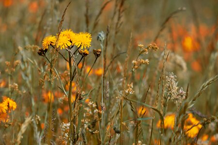 Yellow reported hawksbeard crepis biennis photo