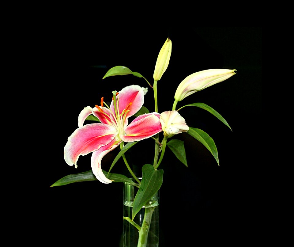 Flowers botanica design