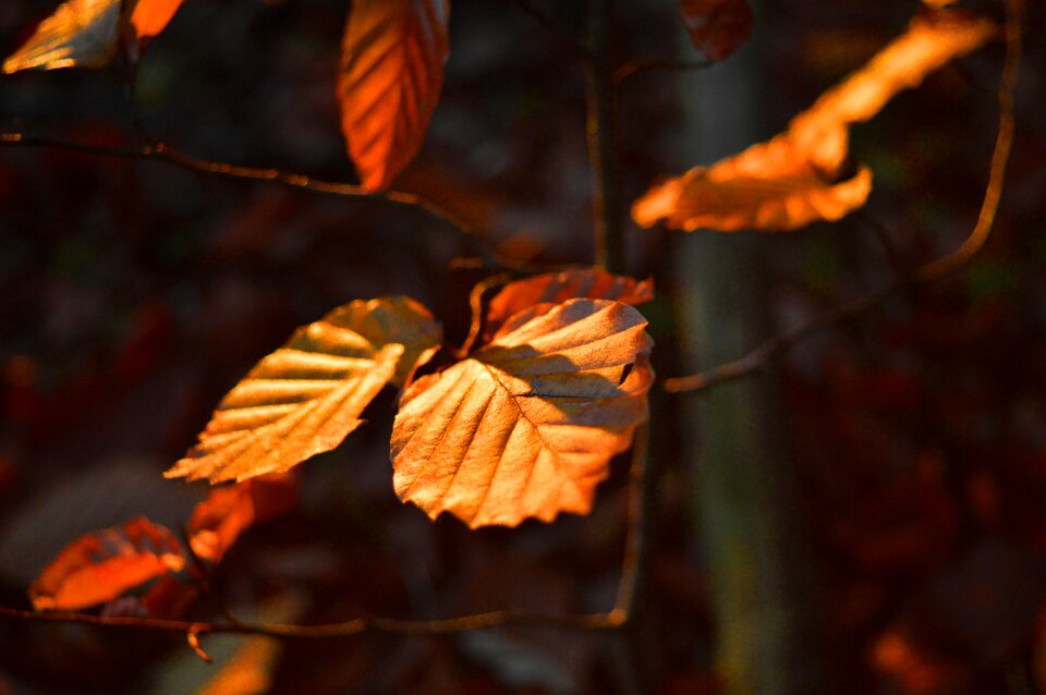 Branch fall color fall leaves