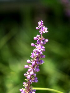 Herbaceous plant purple photo