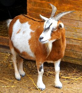 Domestic goat farm goat buck photo
