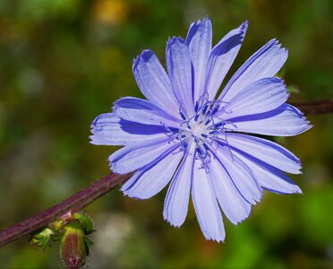 Bud blue wild flower photo