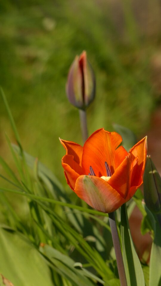Blossom bloom orange tulip photo