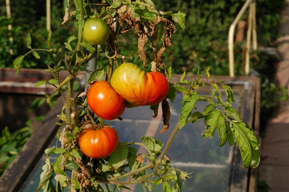 Development red green