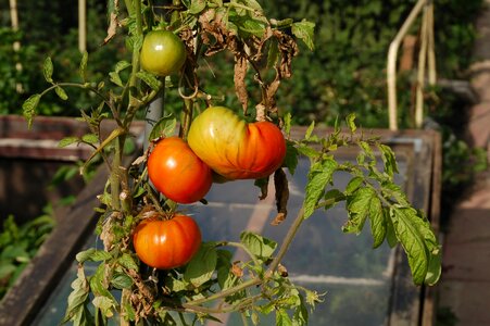 Development red green