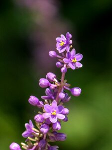 Herbaceous plant purple
