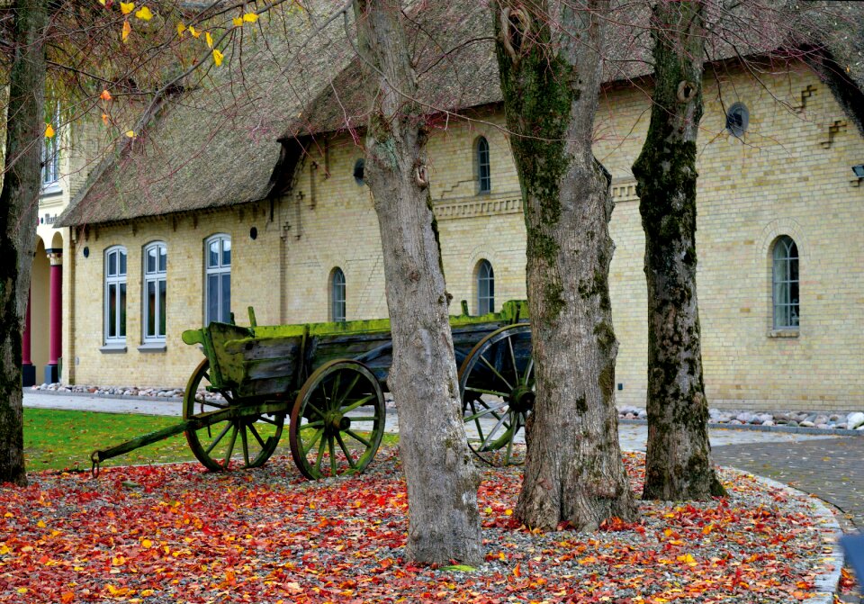 Old wooden wagon trees leaves