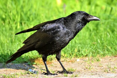 Bird bill carrion crow photo