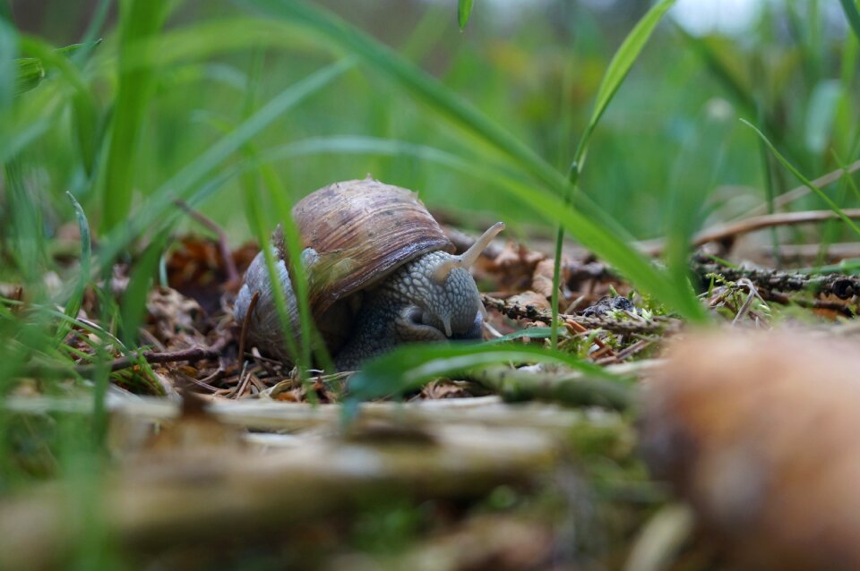 Snail meat macro slowly