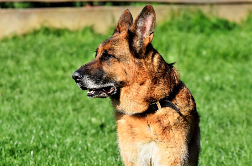 Guard dog snout head