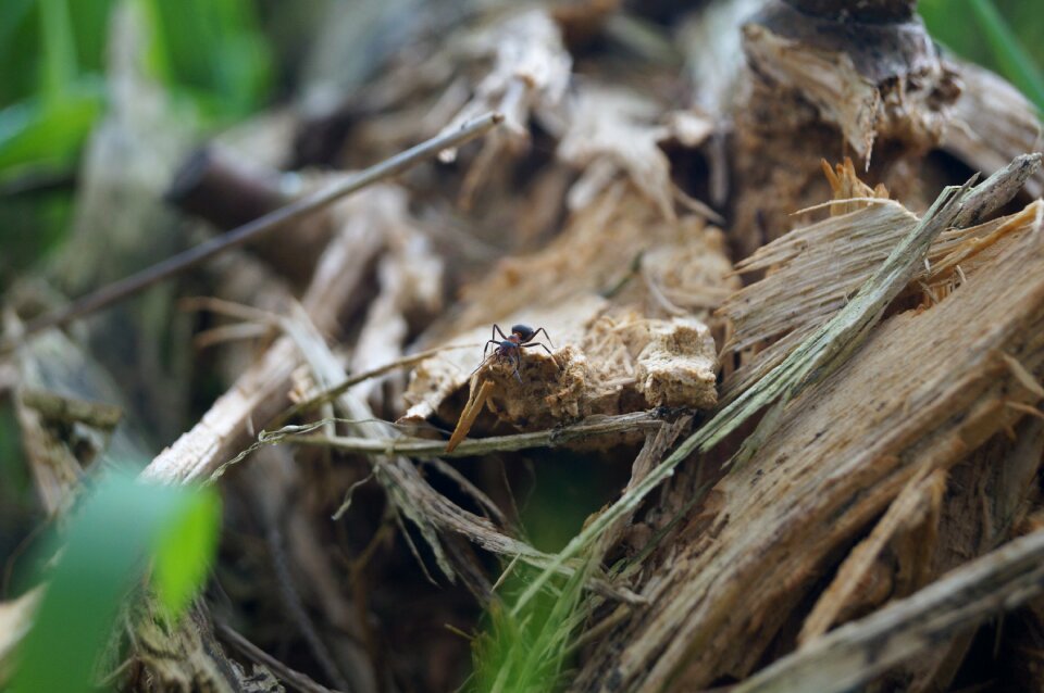 Macro small forest