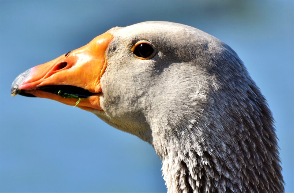 Bill domestic goose plumage