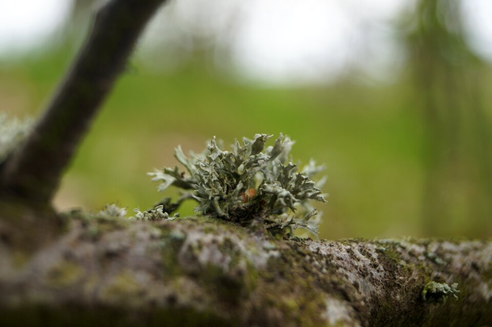 Sponge forest green