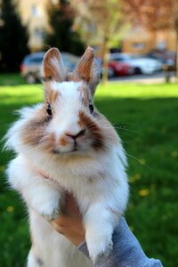 The rabbit the lion's animal Free photos