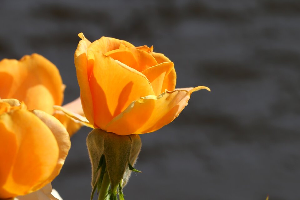 Spring bloom romantic