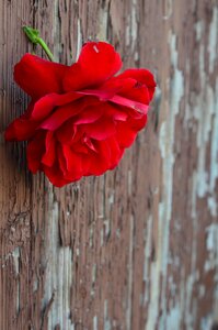 Rose door flower