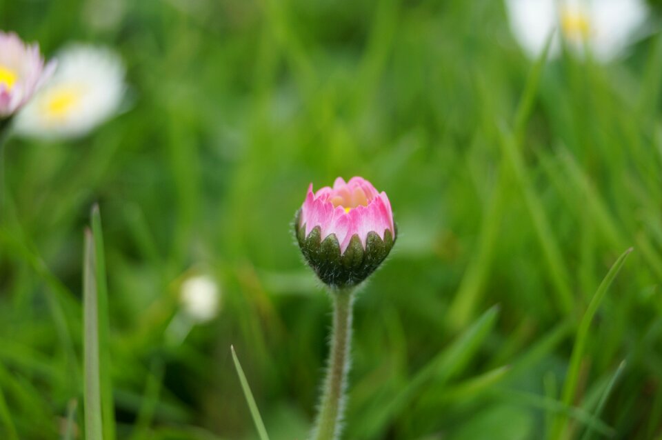 Plant summer garden photo