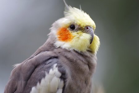 Parakeet pet bird