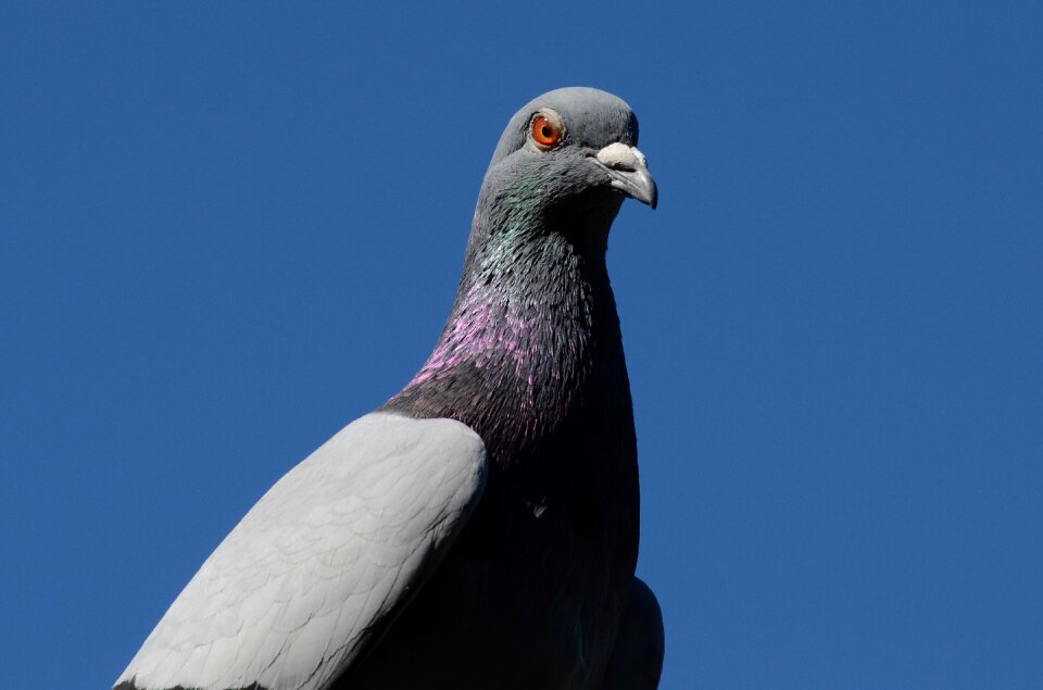 Plumage bill feather